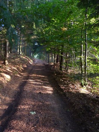 2009_09_24_Un_chemin_en_sous_bois