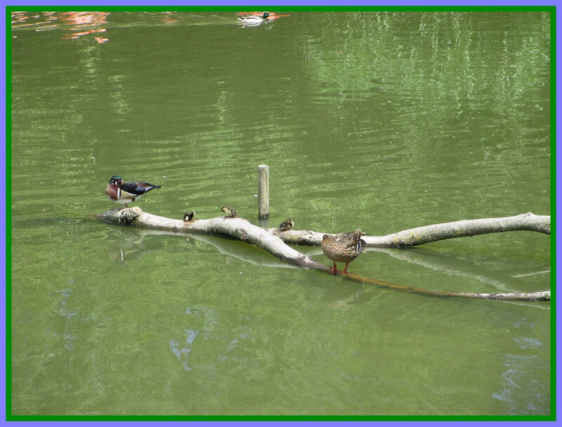 Parc Oiseaux3