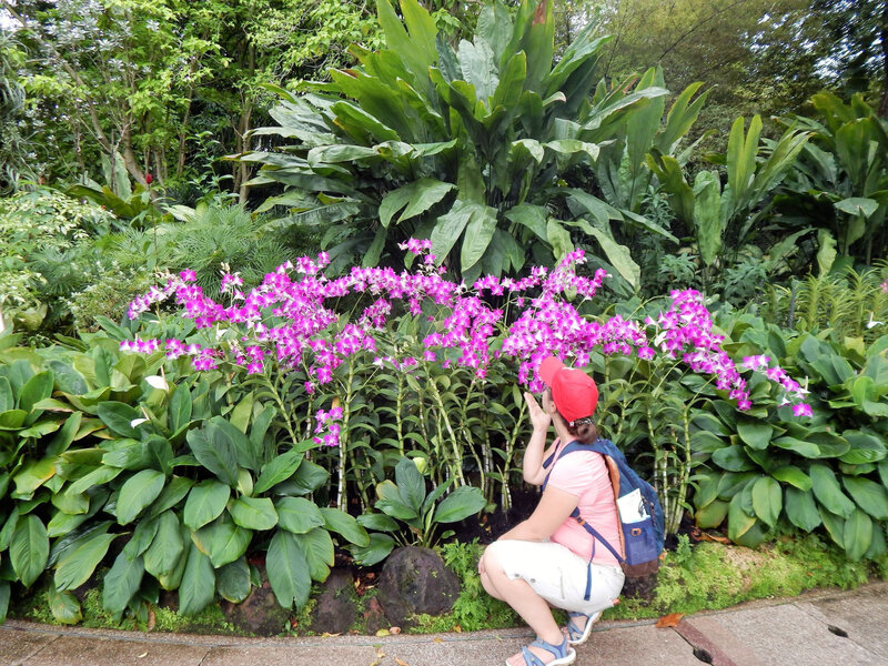SG_20191123_Botanic Gardens 16_orchidée