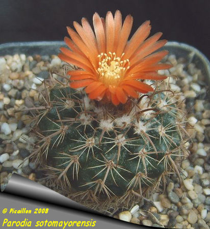 Parodia_sotomayorensis_2008