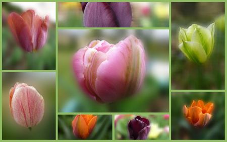 tulipes2