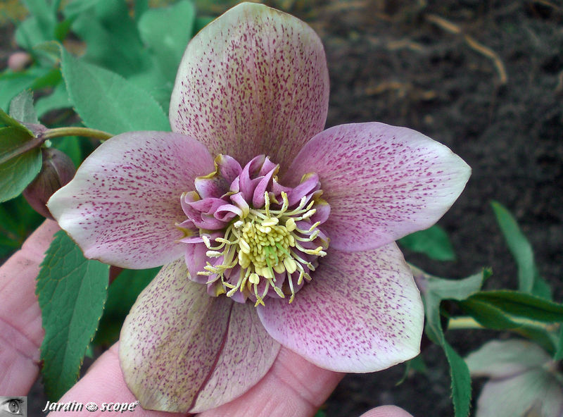 Helleborus orientalis rosea single