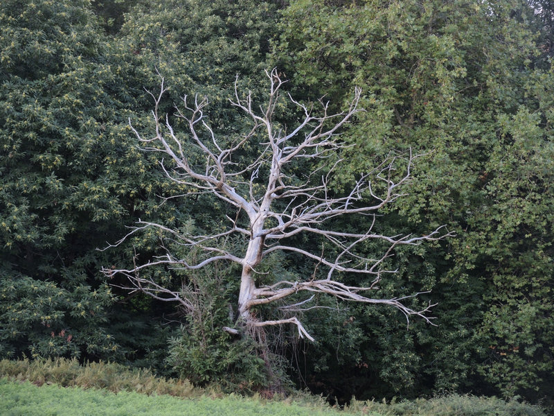 Mendionde, en route pour le mont Ursuya, arbre
