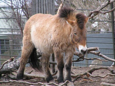 Visite_au_Zoo_d_Helsinki___chevaux_sauvages_de_Monglie_001