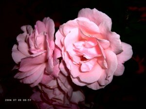 roses_dominique_3