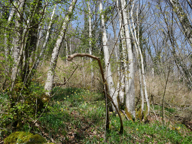 bois de Beaumont