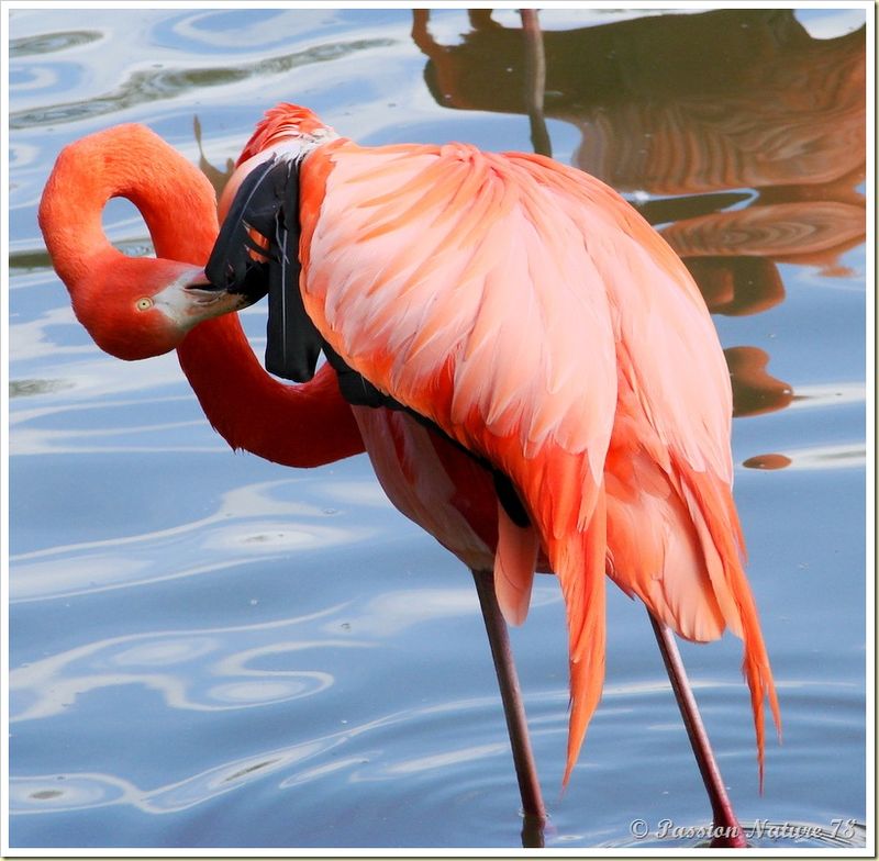 Les flamants roses (26)