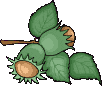 noisette