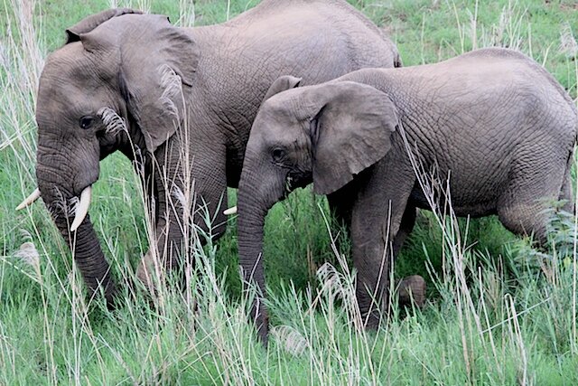 Jeunes éléphants