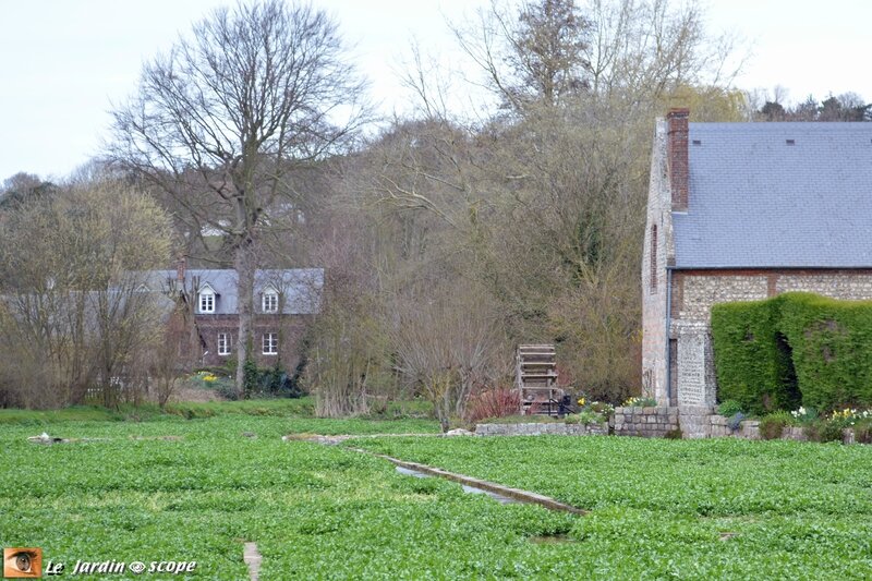 4608-Cressonnières-de-Veules-les-Roses