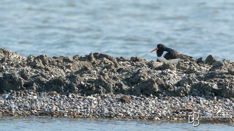 Huîtrier pie (Haematopus ostralegus)