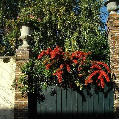 SCARLET-FIRETHORN-Pyracantha-Coccinea-50100200-SEEDS-_1