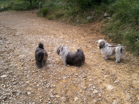 valbonne_chiens