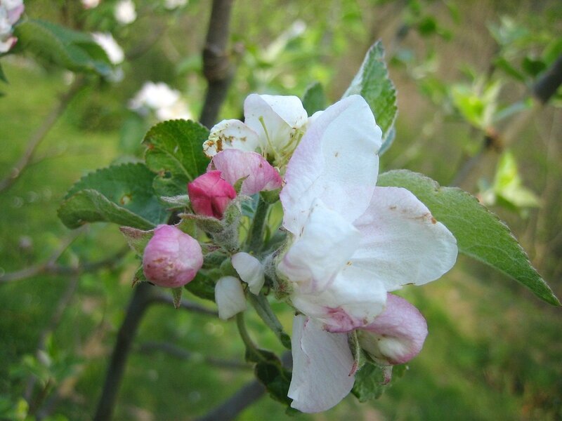 Les pommiers en fleur