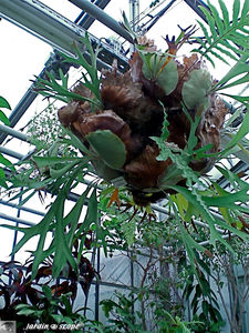 Platycerium_bifurcatum