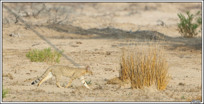 Chat sauvage d'Afrique, dit aussi Chat ganté (Felis silvestris lybica)