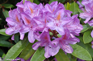 rhododendron_Pessac_3