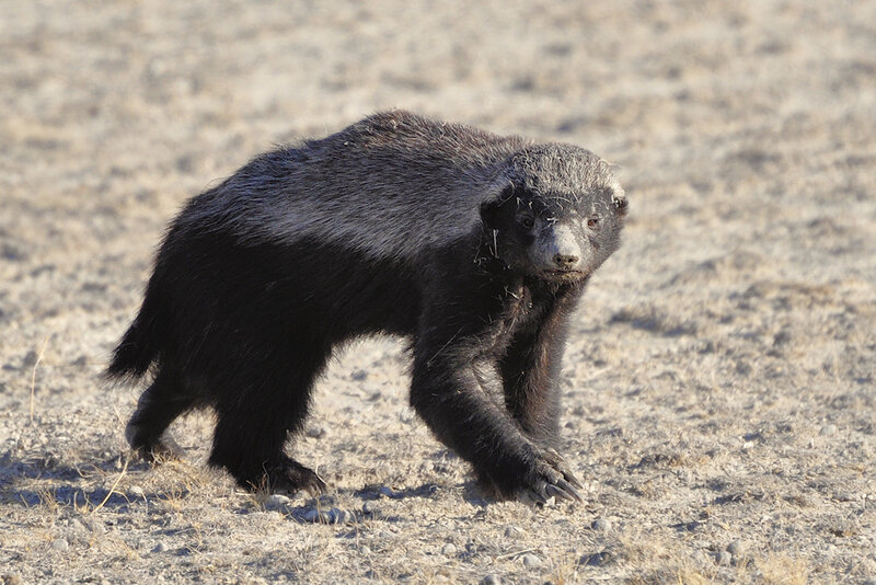 Ratel, Etosha, Namibie (2)