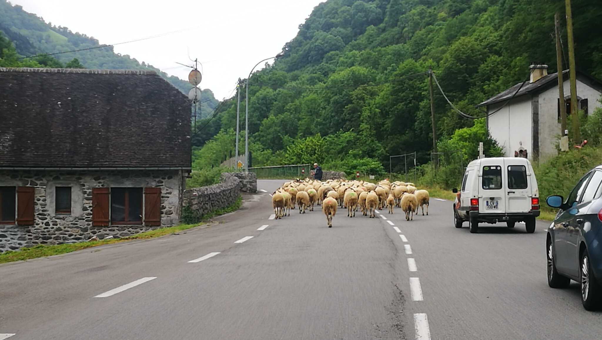 Bedous, sur la route, brebis (64)