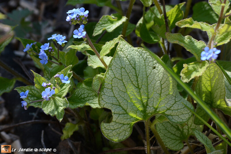 Myosotis