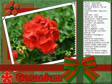 PG_geranium1