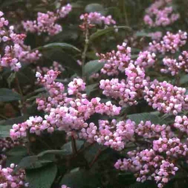 Persicaria-campanulata-8411-1