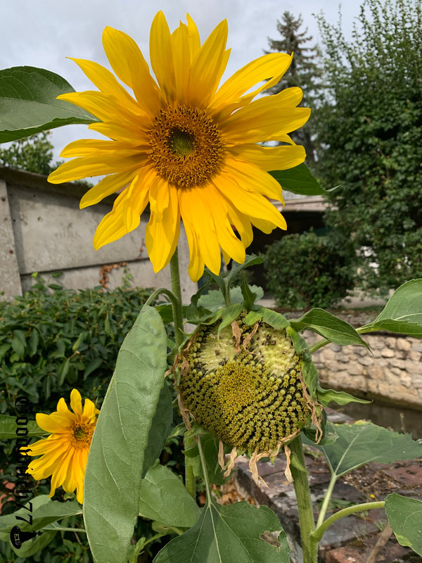 tournesols sunflower (7)