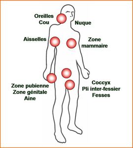 anatomie2