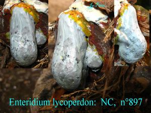 Enteridium lycoperdon n°897