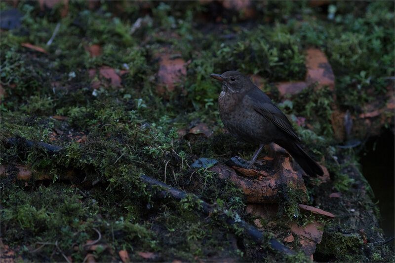 oiseau merle ruine 6 170119