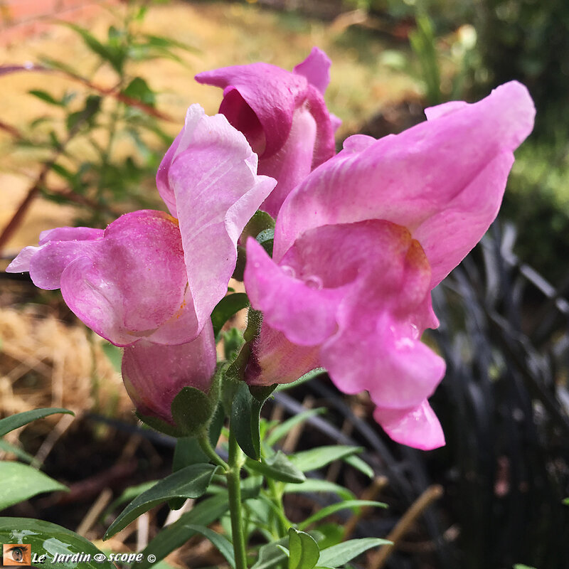 Mufliers-Rose