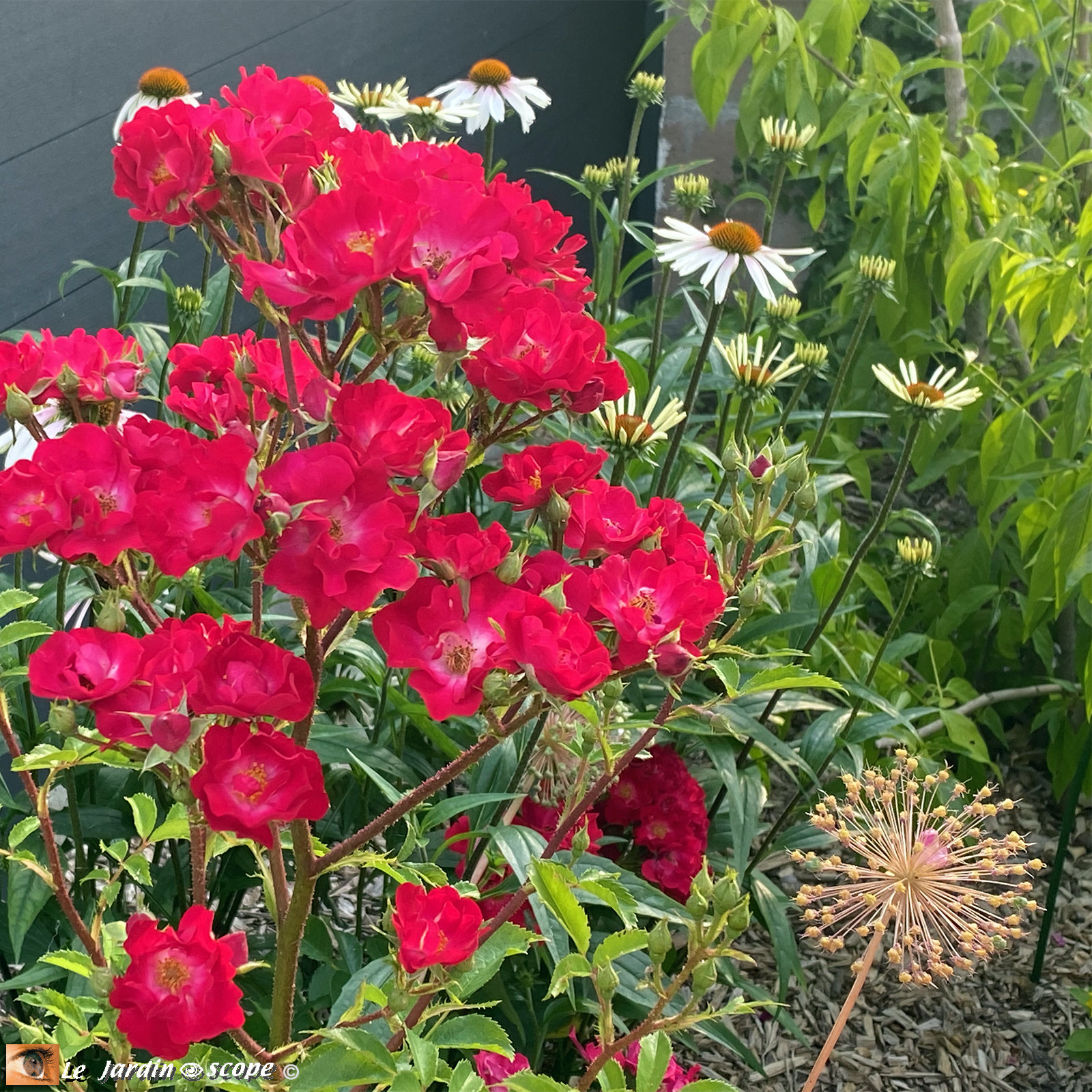 Rosa 'La Belle Rouge®'