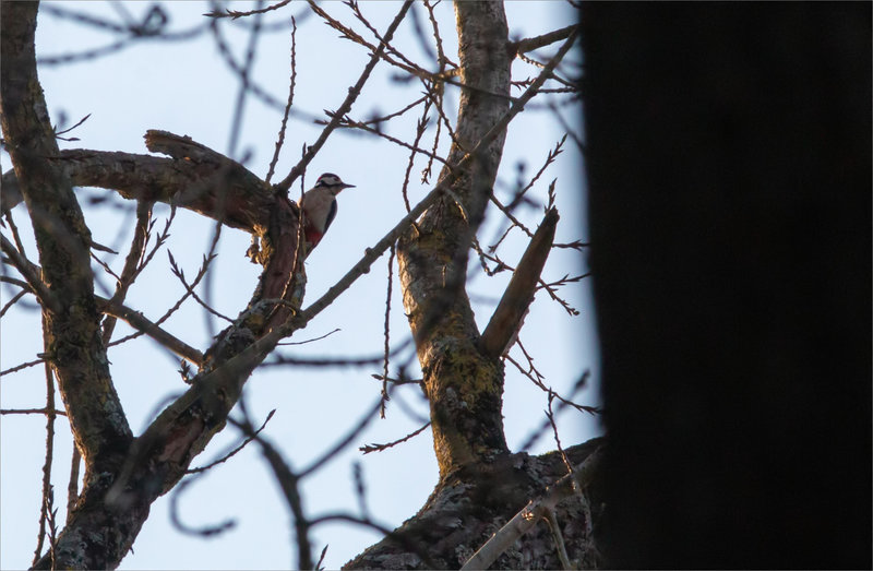 Oiseau Pic épeiche 120124 2