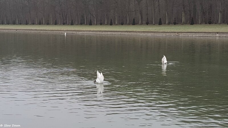 Les cygnes