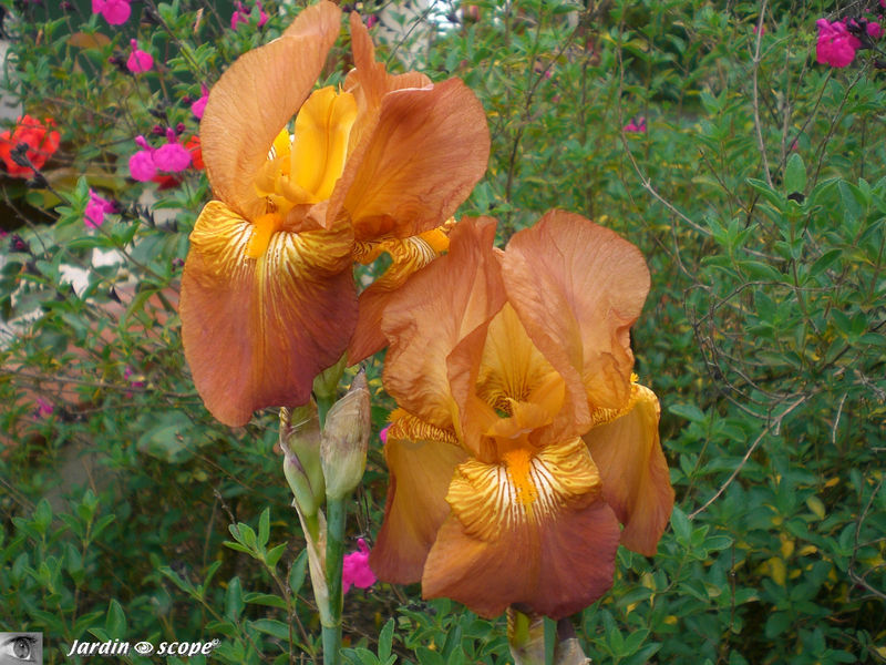 Iris 'Radian summer'