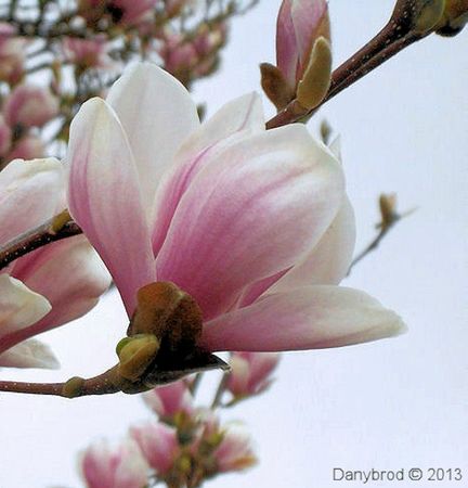 magnolia