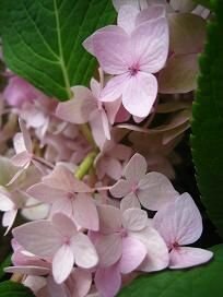 Hortensias proches OK 17