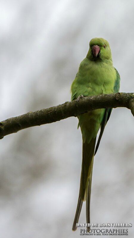 Perruche à collier (Psittacula krameri) Verte