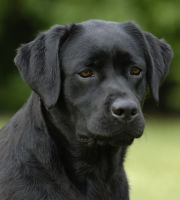 labrador_noir_femelle