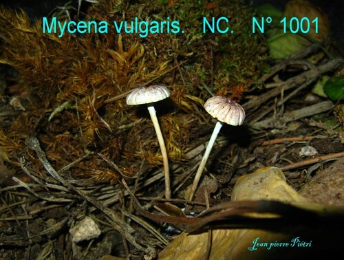Mycena vulgaris