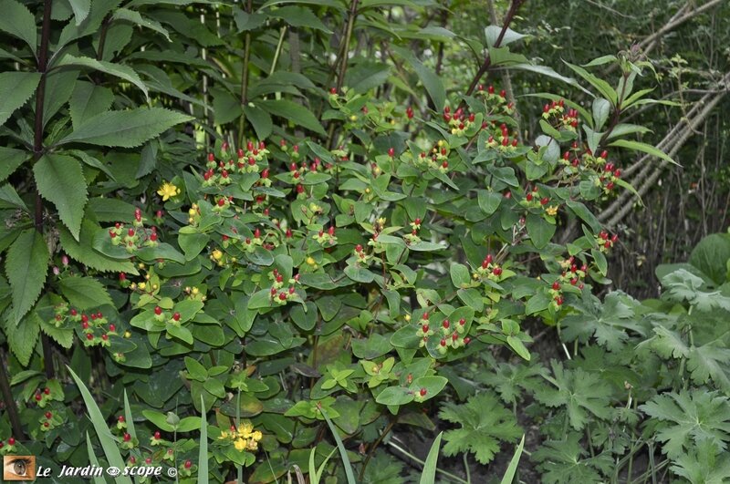 Hypericum-androsaenum-orange-Flair-1