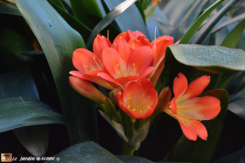 Clivia