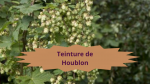 19 HOUBLON(5)Teinture de Houblon