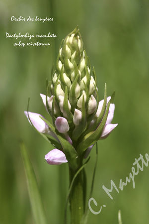orchis_des_bruy_res_7