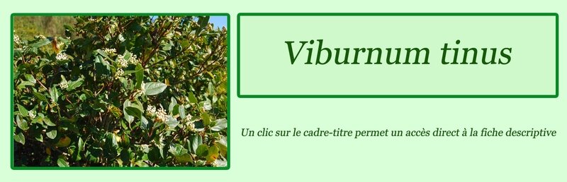 Viburnum tinus