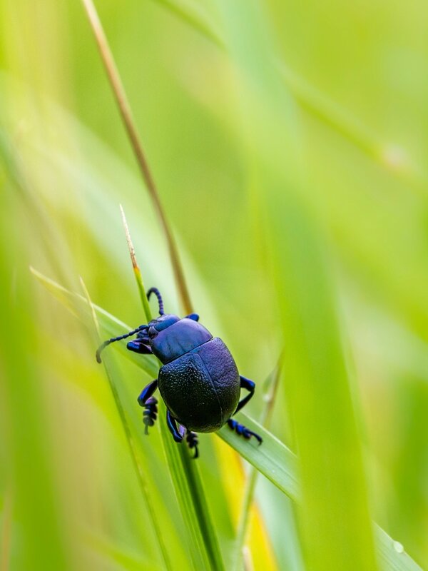 scarabé 1