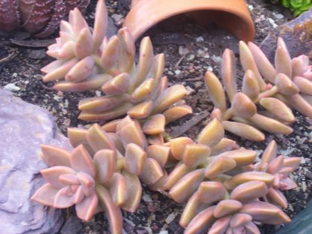 Graptosedum Bronze