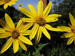 250px_Sunroot_flowers