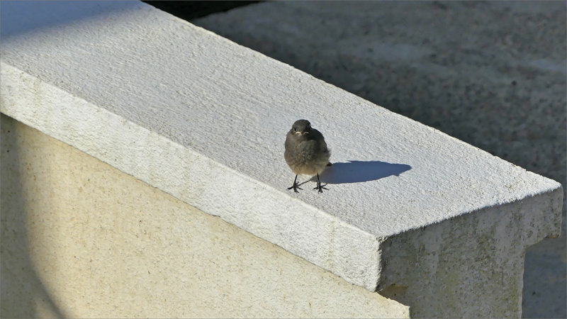 Oiseau RQ 120523 2
