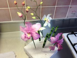 photo stage orchidées 4